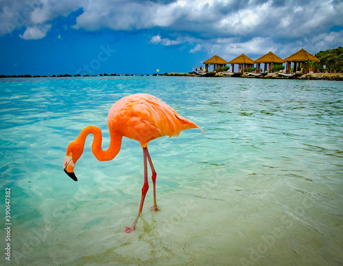 flamingo on the beach