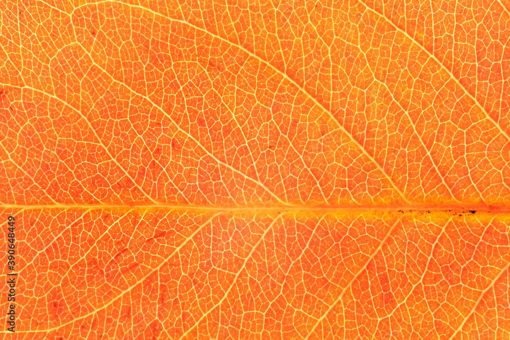 Obraz premium Autumn Leaves