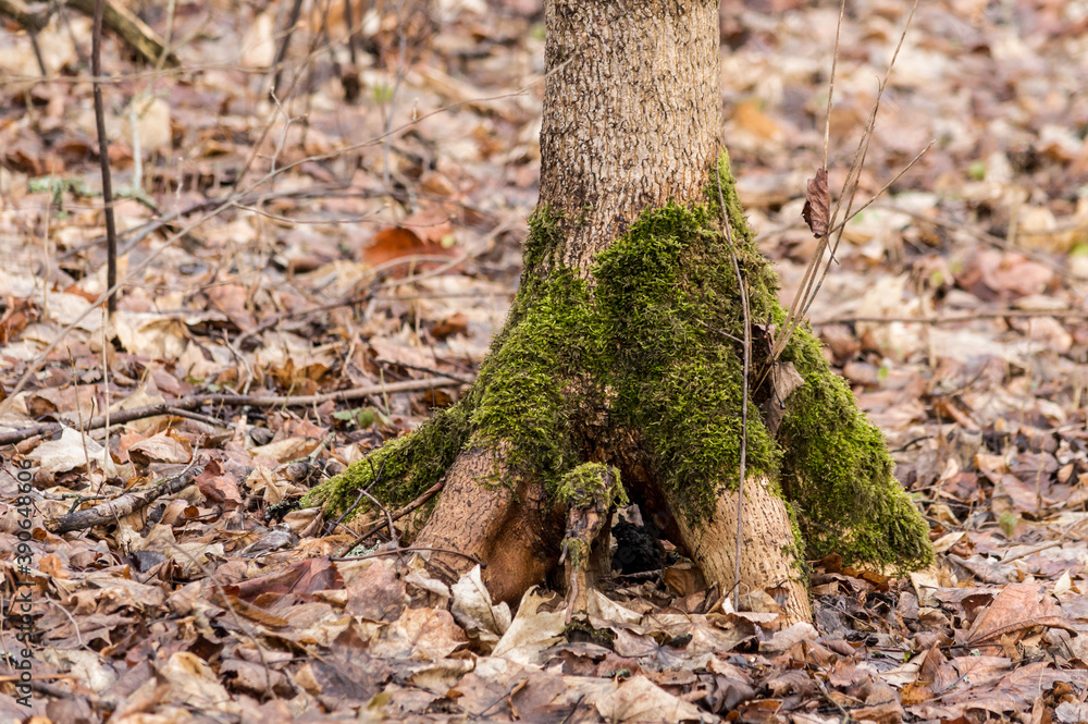 Obraz premium The tree trunk is overgrown with moss
