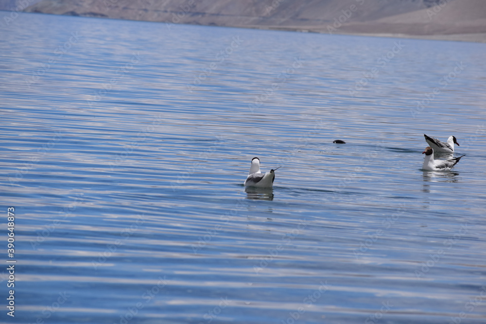 ducks on the lake in pangong lake leh ladakh ducks on the lake in pangong lake leh ladakh
