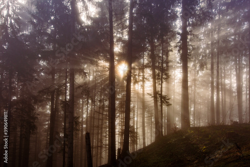 Wald - Sonnenstrahlen - Nebel - Mystisch