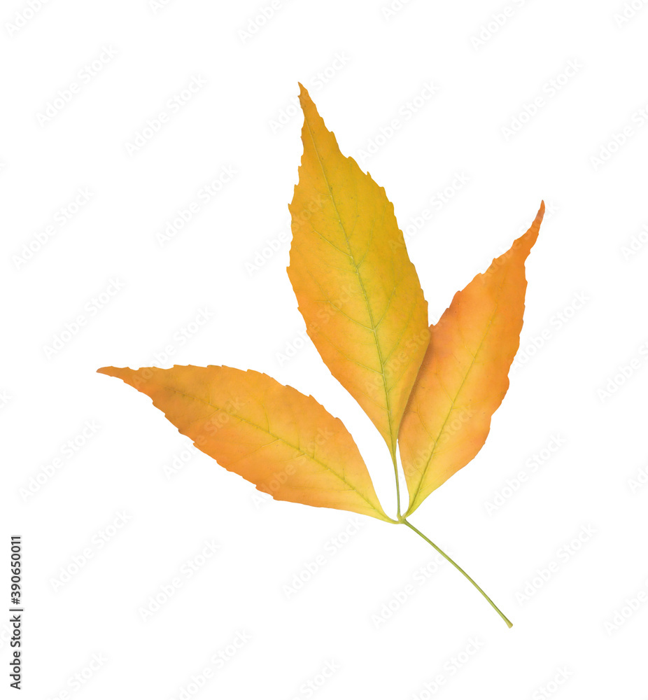 Twig with beautiful leaves isolated on white. Autumn season Twig with beautiful leaves isolated on white. Autumn season