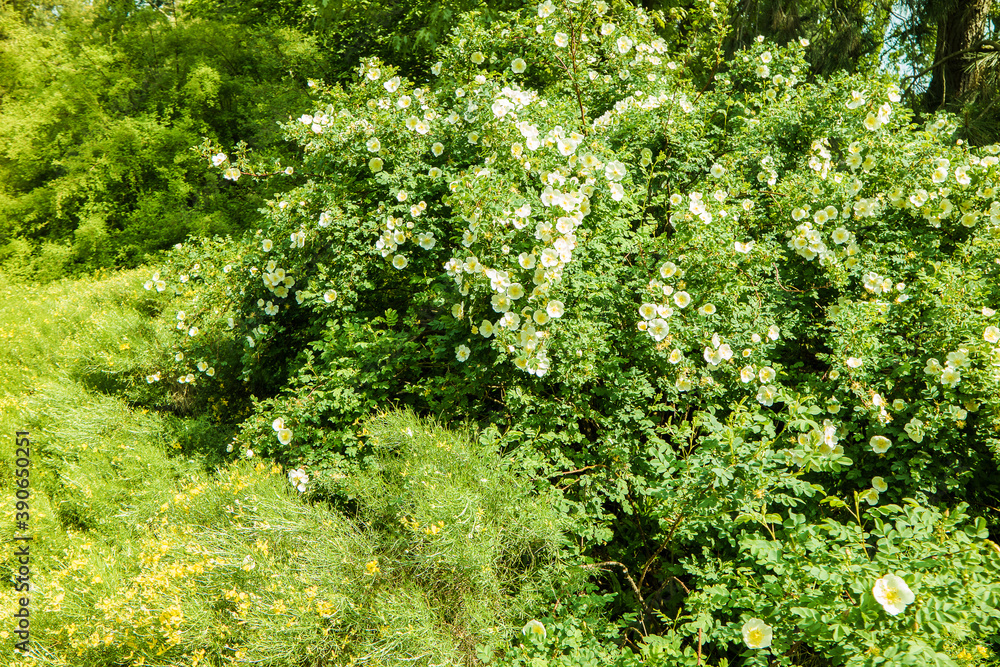 Fototapeta premium Berggarten - Herrenhäuser Gärten - Hannover