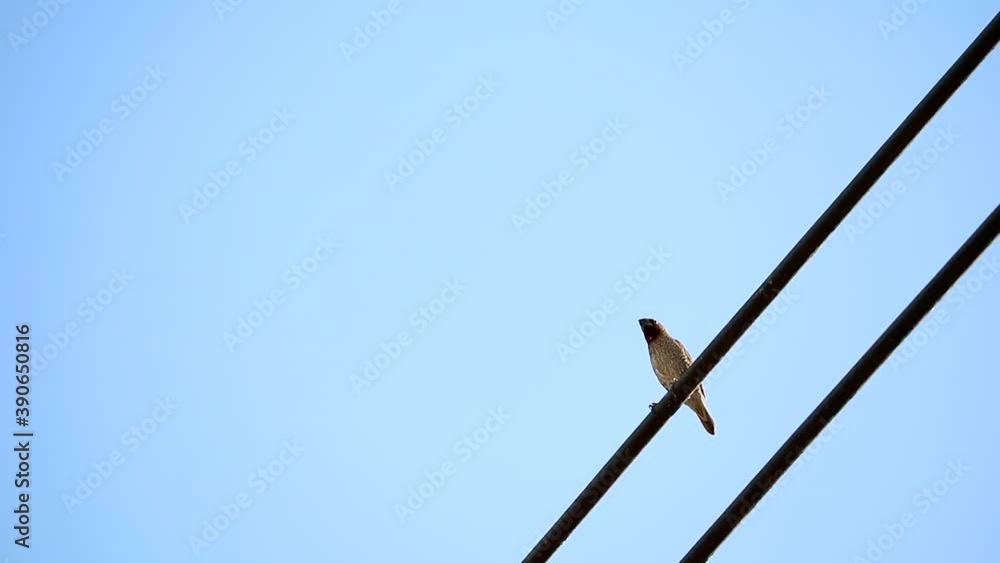 bird on the power electric line and clear blue sky background bird on the power electric line and clear blue sky background