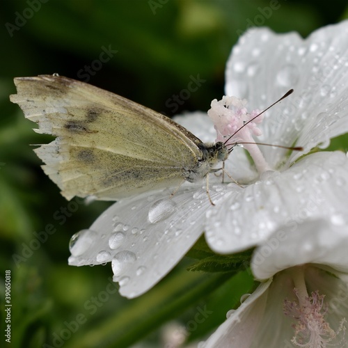 white butterfly on a flower