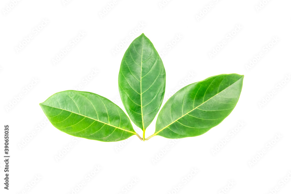 Jackfruit leaves isolated on white background. Jackfruit leaves isolated on white background.