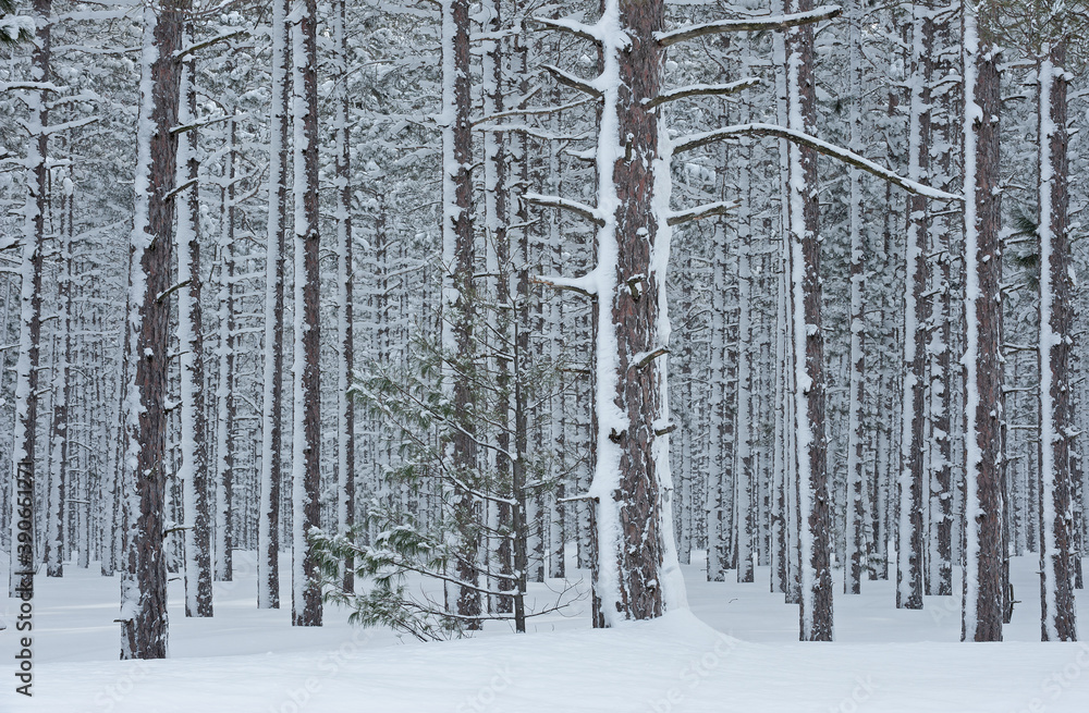 Fototapeta premium Winter landscape of a snow flocked pine woods, Hiawatha National Forest, Michigan's Upper Peninsula, USA