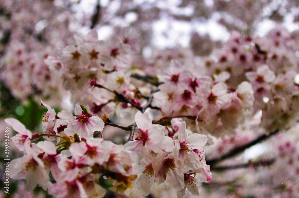 Obraz premium 桜に埋もれる桜