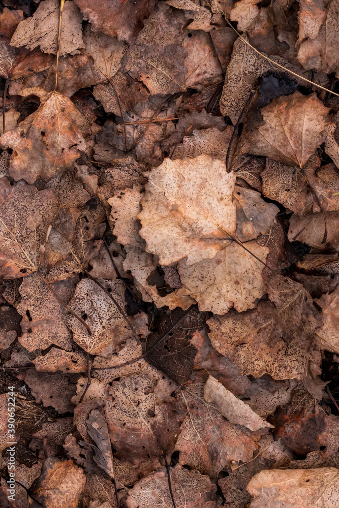 fall brown lying leaves and pine needles season background, autumn nature texture of a ground, fallen leaf backdrop fall brown lying leaves and pine needles season background, autumn nature texture of a ground, fallen leaf backdrop