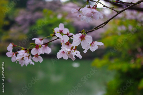 桜と池 © 孝志 村永