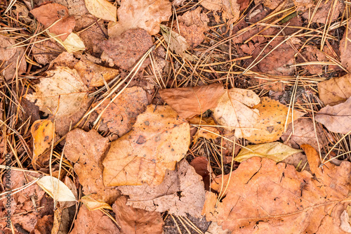 fall brown leaves and pine needles season background, autumn nature texture of a ground, fallen leaf backdrop