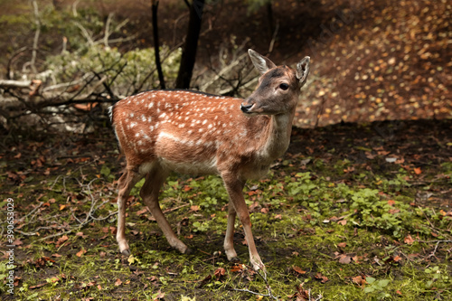 Cute doe in forest on autumn day © New Africa