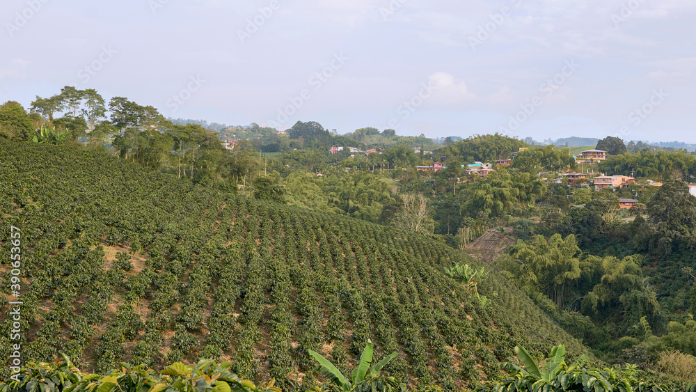 Coffee plantation in Pereira, Colombia in state of Risaralda. Coffee cultural landscape World Heritage Site. Colombian coffee.