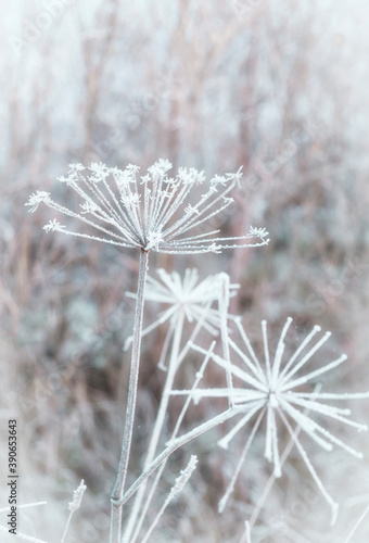 hogweed in frosty hoarfrost in the first autumn frost