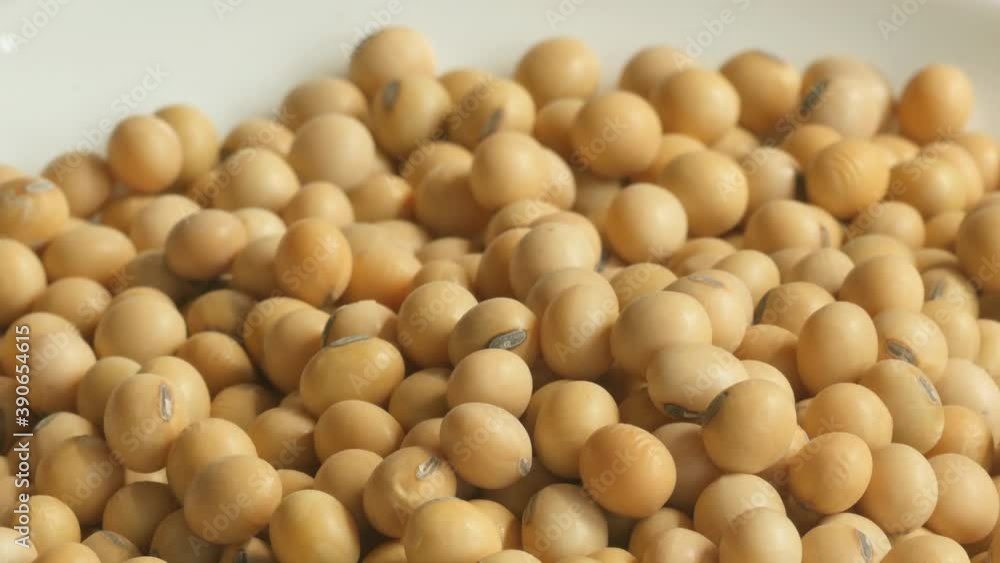 Close up Soybean on a white background Rotation Close up Soybean on a white background Rotation