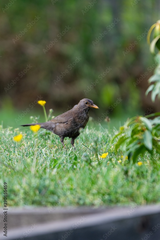 Fototapeta premium portrait of blackbird in the grass