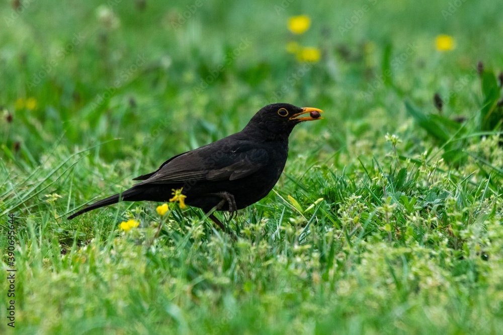 Fototapeta premium portrait of blackbird in the grass