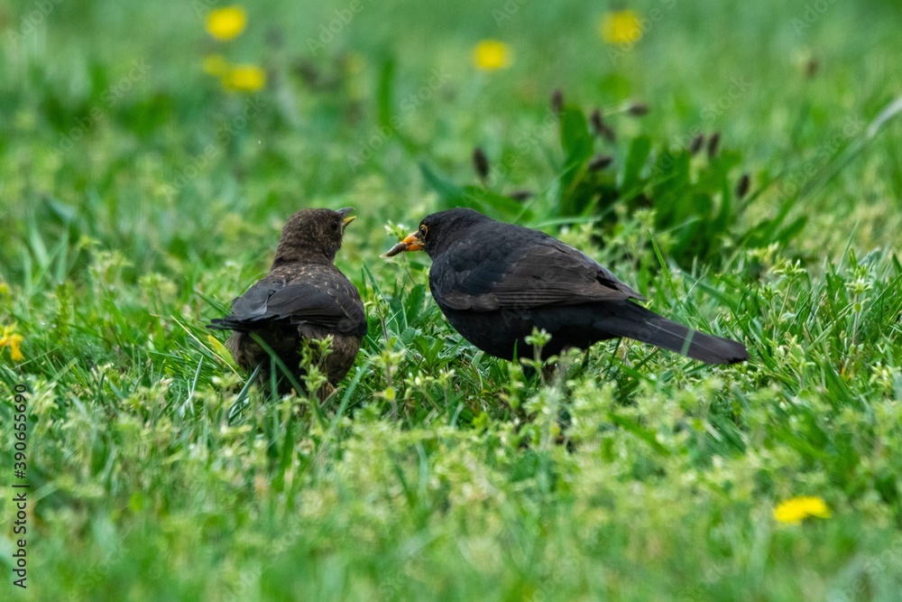 Fototapeta premium group of blackbirds in the grass