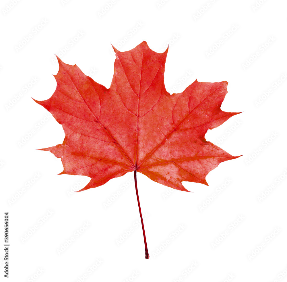 Beautiful red maple leaf isolated on white. Autumn season Beautiful red maple leaf isolated on white. Autumn season