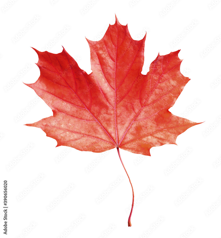 Beautiful red maple leaf isolated on white. Autumn season Beautiful red maple leaf isolated on white. Autumn season