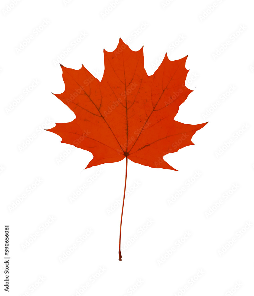 Beautiful red maple leaf isolated on white. Autumn season Beautiful red maple leaf isolated on white. Autumn season