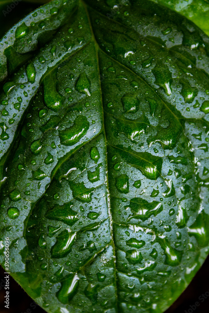 Fototapeta premium Green leaf of avocado plant macro photo. Leaf texture close up. Water drops on green surface. Abstract nature background.