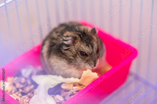 slittle hamster breed jingarik sitting in the feeder