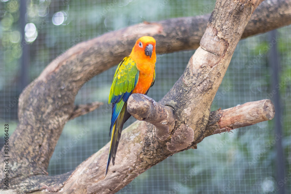 Sun Conure Parrots Beautiful Parrot on branch of tree
