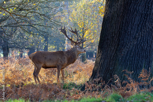Male Red deer (Cervus Elaphus) standing and alert in Richmond Park, SW London. © magicbones