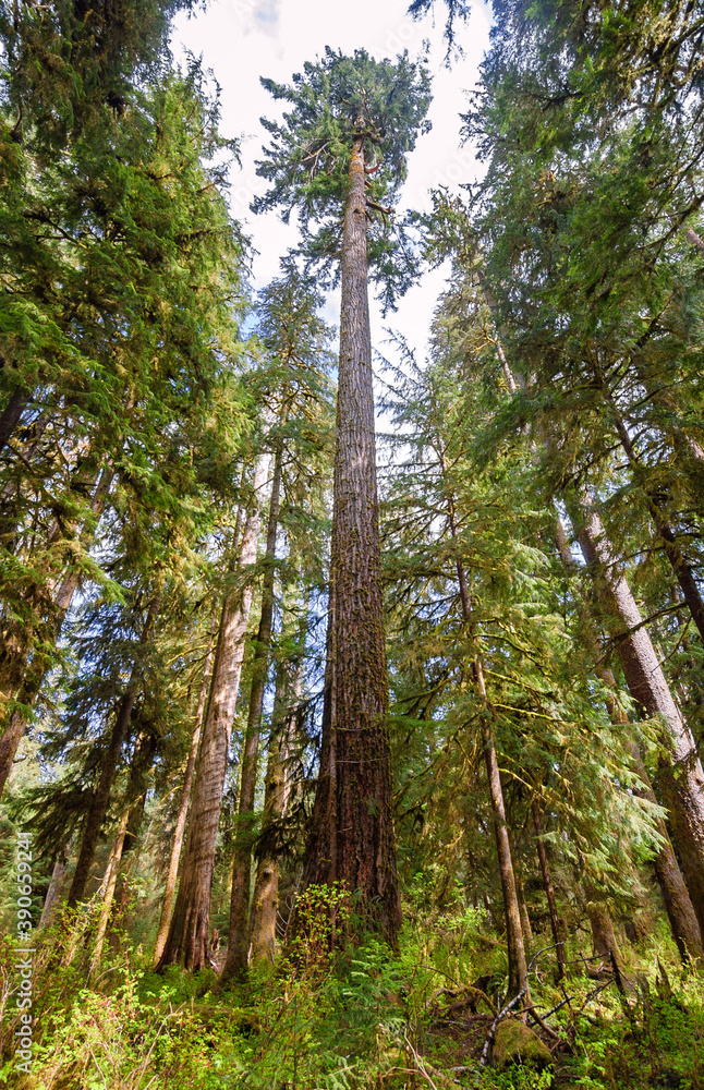 Obraz premium Hoh Rainforest in Olympic National Park