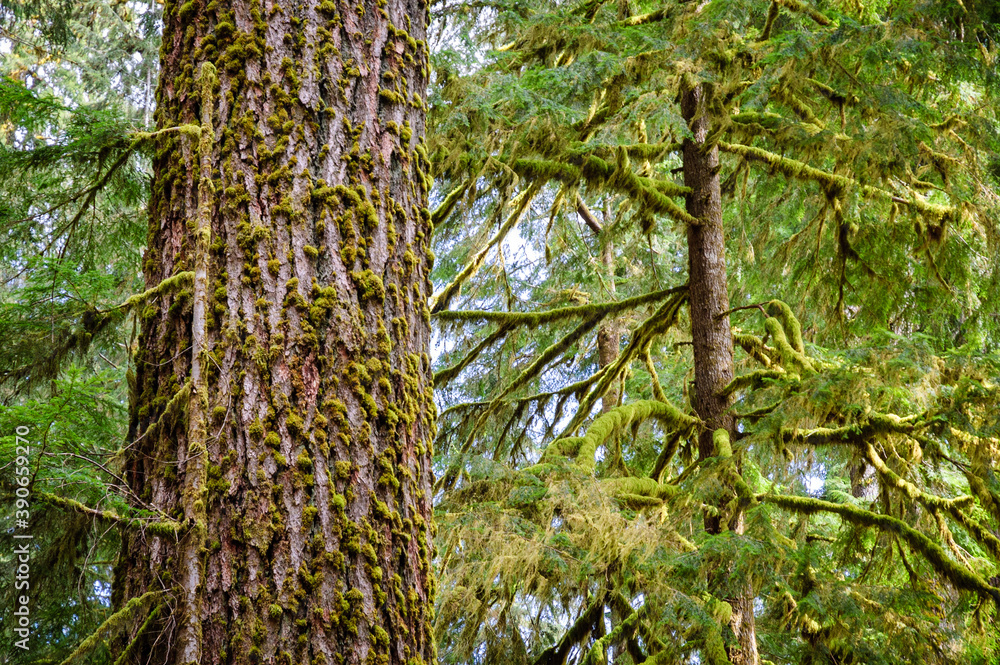 Fototapeta premium Hoh Rainforest in Olympic National Park