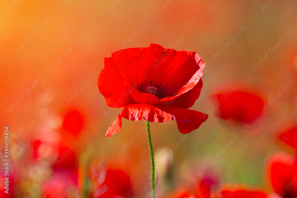 Poppy flower or papaver rhoeas poppy with the light Poppy flower or papaver rhoeas poppy with the light