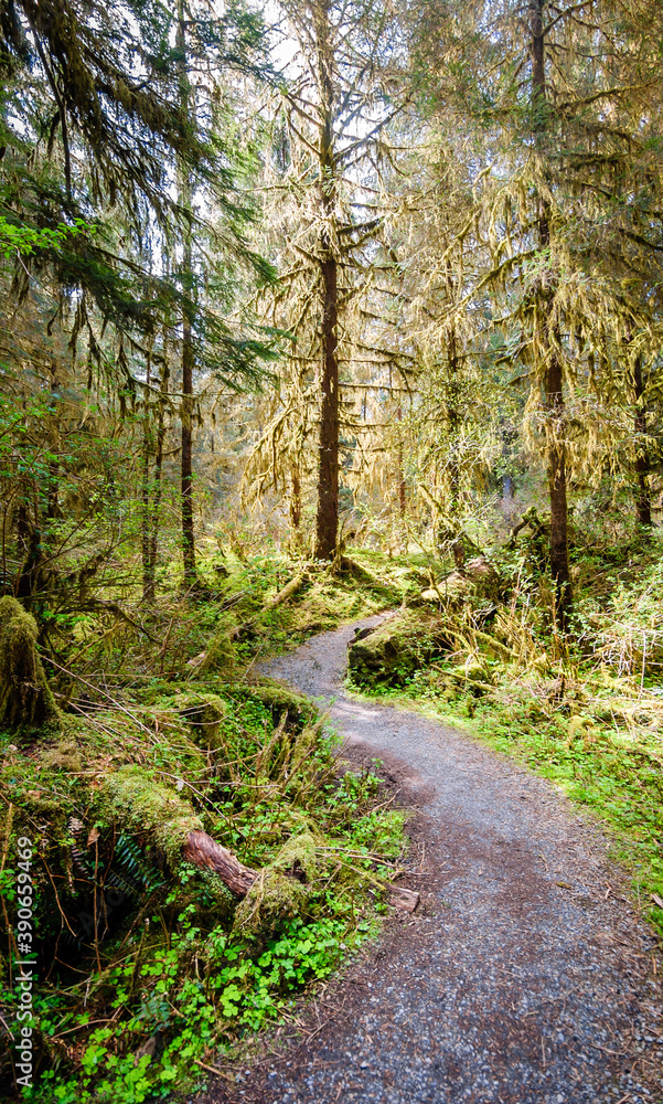 Hoh Rainforest in Olympic National Park Hoh Rainforest in Olympic National Park