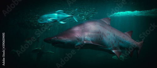 tiburones, peces y vida marina