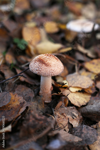 A small pale pink spotted inedible mushroom grows in the forest among the autumn foliage.