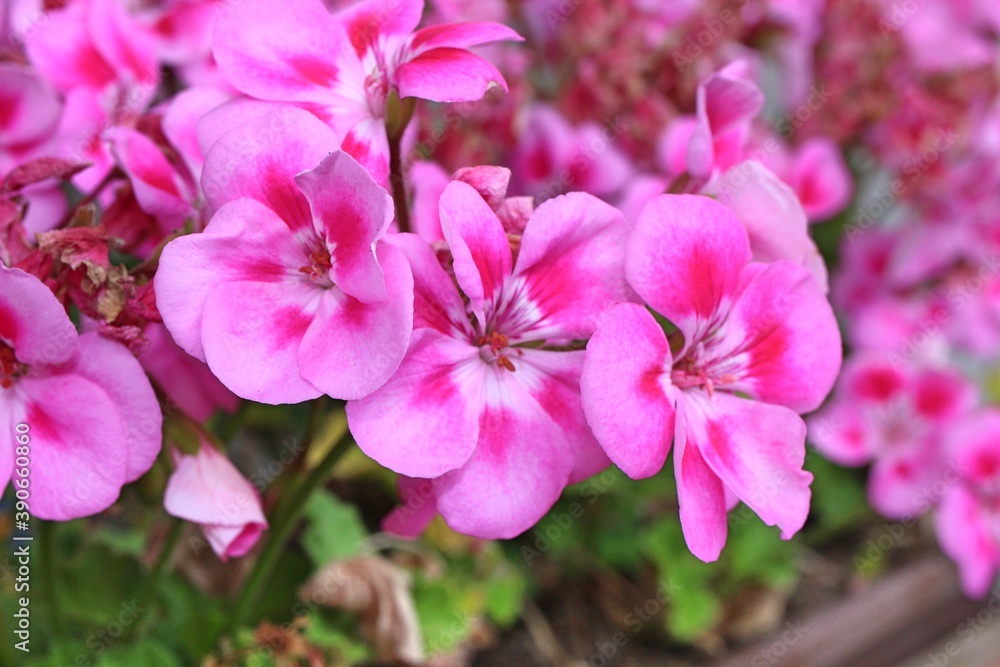 beautiful colorful flower closeup macro detail beautiful colorful flower closeup macro detail