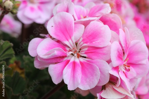 beautiful colorful flower closeup macro detail