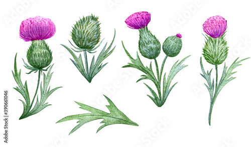 Obraz na plátně beautiful watercolor set with thistles