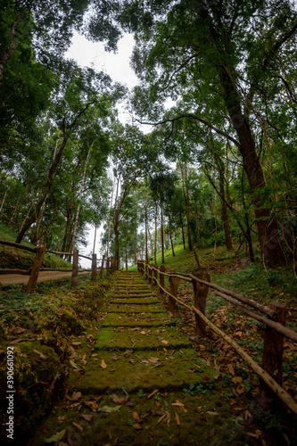 stairway to the forest