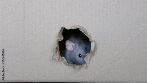 Curious domestic cute home rat looking / peeking out of a hole in a box