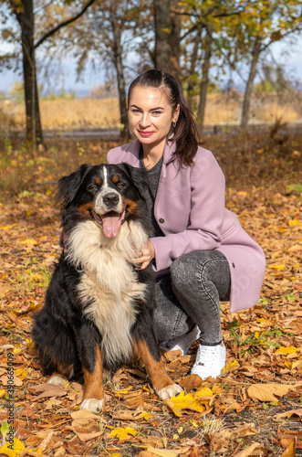 young attractive woman walk with the bernese mountain dog in the autumn park