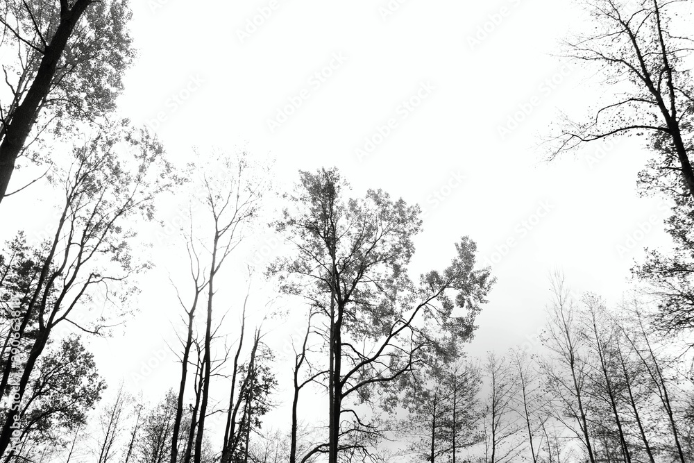 outdoor autumn trees silhouette natural beauty outdoor autumn trees silhouette natural beauty