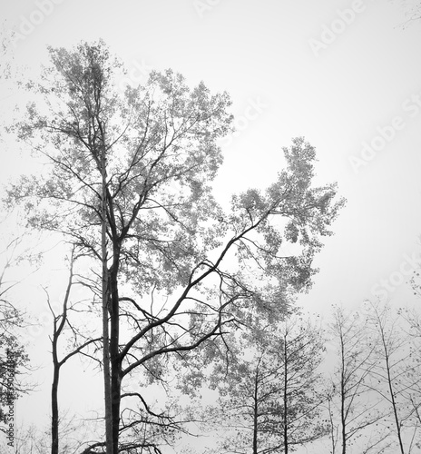 Wallpaper Mural outdoor autumn trees silhouette natural beauty Torontodigital.ca