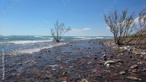 landscape with trees