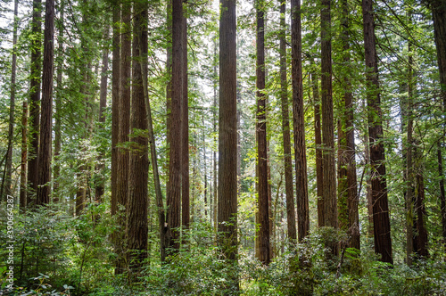 Fototapeta Naklejka Na Ścianę i Meble -  Redwood National Park