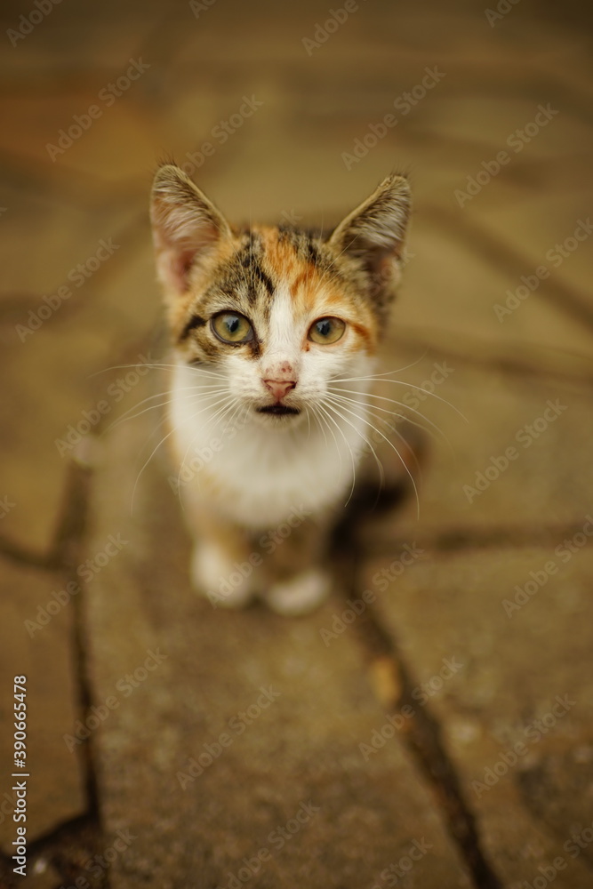 Cute tricolor kitten sitting on a summer stone road.