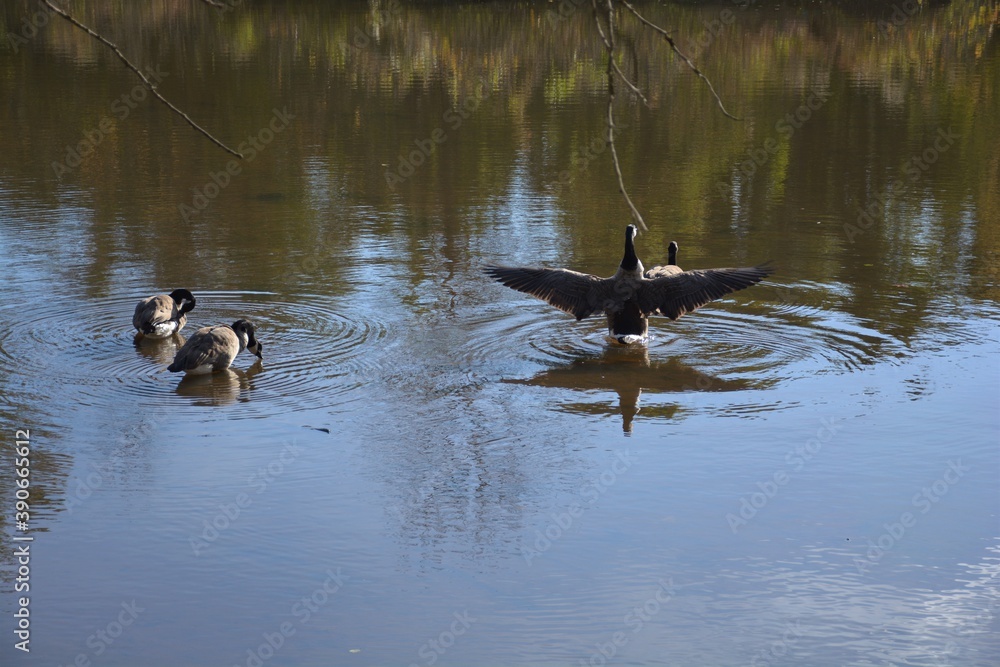 geese in the water
