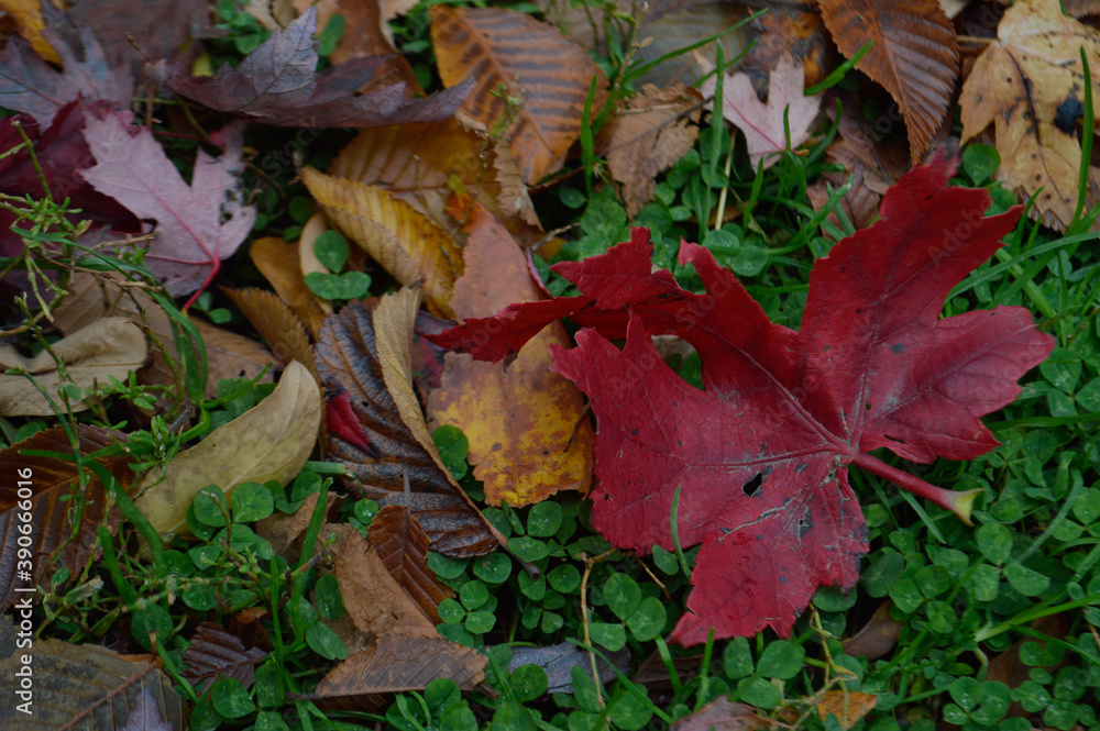 Obraz premium fallen autumn leaves