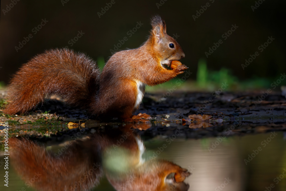 Obraz premium Eurasian red squirrel (Sciurus vulgaris) searching for food in the autumn around a pool of water in the forest of Limburg, in the Netherlands