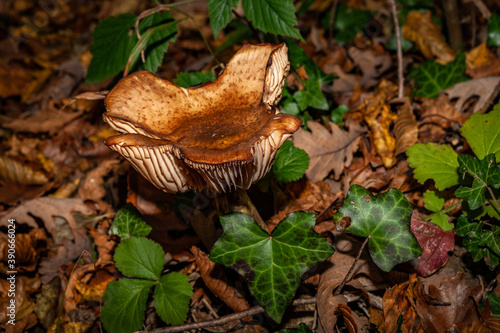 Fall Funghi